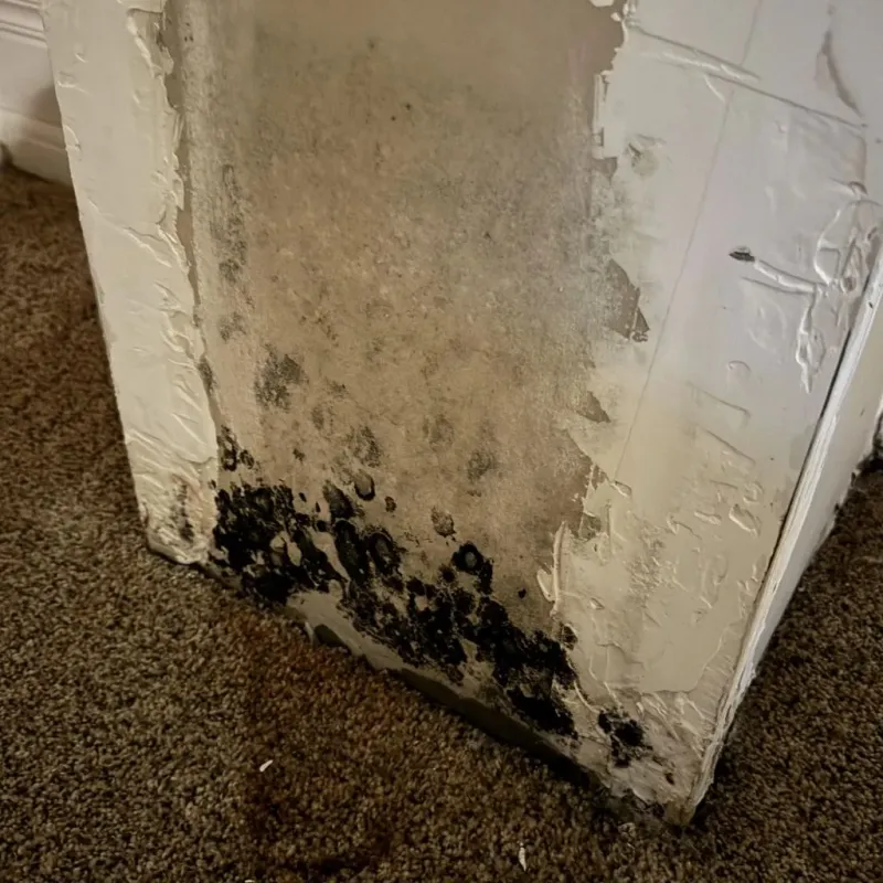 Professional Mold Removal in Paoli, IN